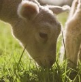 farming lamb